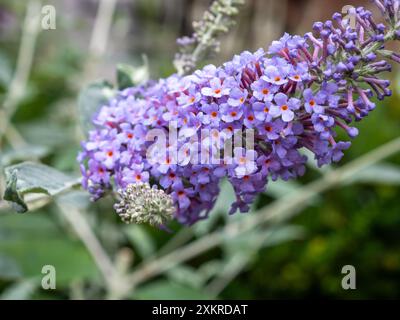 Un pic de fleur violet pâle ou lilas de Buddleja 'Lochinch', une plante parfumée qui attire les insectes pollinisateurs et les papillons (Butterfly Bush) Banque D'Images