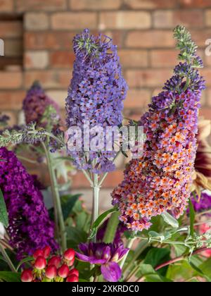 Trois épis de fleurs coupées de papillon : Buddleia 'Flower Power', Buddleja 'Lochinch' et Buddleja davidii 'Royal Red' contre un mur de briques Banque D'Images