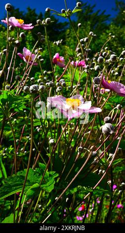 Belle Anemone x hybrida `September Charm` poussant dans le jardin d'arbustes. Banque D'Images