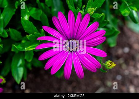 Marguerite africaine (violet Tresco) Banque D'Images