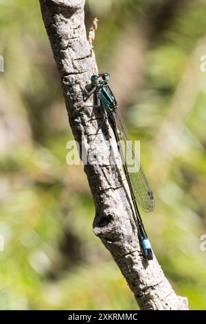 Große Pechlibelle, grosse Pechlibelle, Pechlibelle, Pech-libelle, Ischnura elegans, ischnura, ischnura, mouche à queue bleue, mouche bleue, Banque D'Images