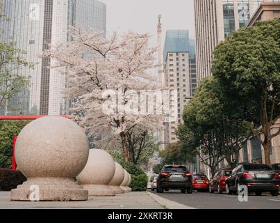 Suzhou, Chine - 30 mars 2019 : des sphères de pierre bordent une rue moderne de la ville avec des fleurs de cerisier en pleine floraison Banque D'Images