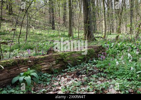 corydalis blanc et violet forment un tapis de fleurs dans la forêt. Banque D'Images