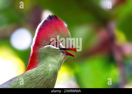 Un fischers turaco adulte, tauraco fischeri, gros plan portrait avec espace pour le texte. Cet oiseau coloré est presque menacé dans la nature et est endémique t Banque D'Images