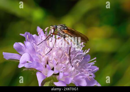 Empis opaca - poignard femelle mouche sur un Scabious lilas Banque D'Images