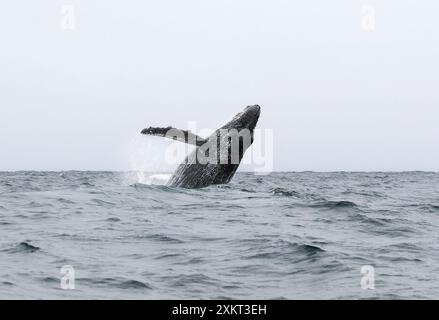 Rorqual à bosse, bukelwal, baleine à bosse, Megaptera novaeangliae, hosszúszárnyú bálna, Puerto López, Province de Manabí, Équateur Banque D'Images