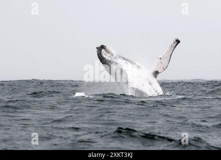 Rorqual à bosse, bukelwal, baleine à bosse, Megaptera novaeangliae, hosszúszárnyú bálna, Puerto López, Province de Manabí, Équateur Banque D'Images