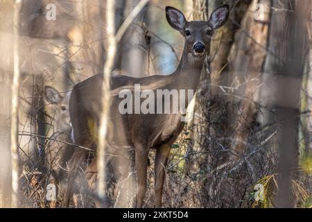 Chevreuil de Virginie et faon cachés parmi les arbres au Don carter State Park sur la rivière Chattahoochee et au lac Lanier à Gainesville, en Géorgie. (ÉTATS-UNIS) Banque D'Images