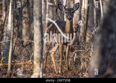 Chevreuil de Virginie et faon cachés parmi les arbres au Don carter State Park sur la rivière Chattahoochee et au lac Lanier à Gainesville, en Géorgie. (ÉTATS-UNIS) Banque D'Images