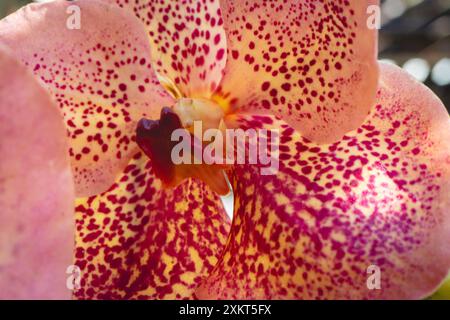 Belles orchidées oranges dans le jardin botanique de São Paulo, Brésil. Banque D'Images