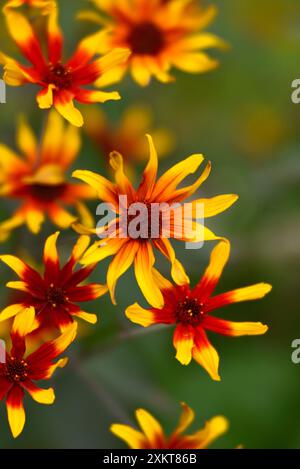 Heliopsis Burning Hearts (Helianthoides var. scabre) Banque D'Images