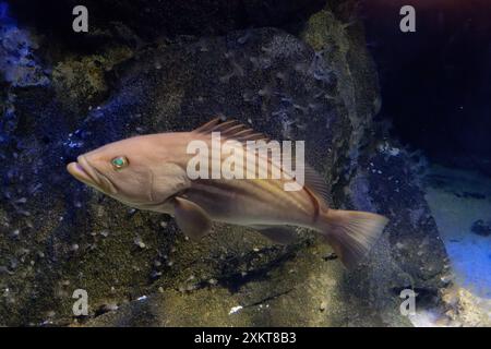 Monde sous-marin avec mérou doré également connu sous le nom de mérou de blotche dorée ou de ductus ( Epinephelus costae ) Banque D'Images