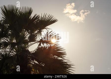 Les feuilles de palmier essaient de couvrir le soleil flamboyant Banque D'Images