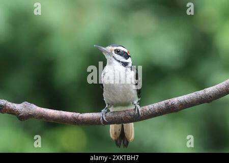 Picoides villosus mâle poilu perché sur une branche en été en vue de face Banque D'Images