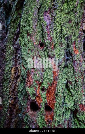Écorce d'arbre recouverte de mousse avec gros plan détaillé sur la texture Banque D'Images