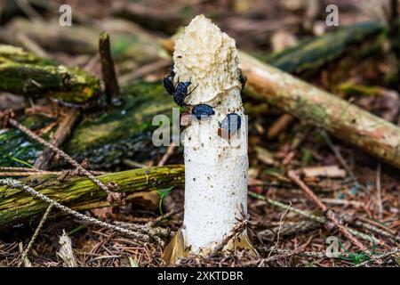 Phallus impudicus, corne rachidienne commune avec des insectes dans la forêt tchèque Banque D'Images