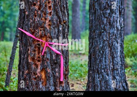 PIN brûlé marqué avec ruban rose dans la forêt dense vue au niveau des yeux Banque D'Images