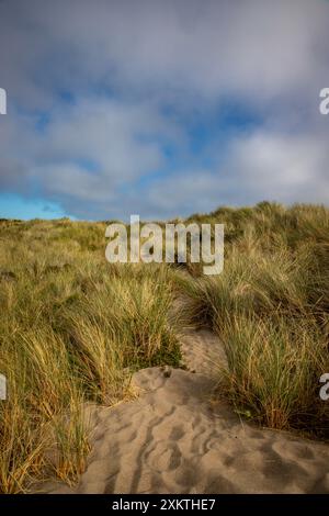 Limontour Beach fait partie du point Reyes National Seashore qui est un comté de Marin sur la côte Pacifique de la Californie du Nord aux États-Unis Banque D'Images