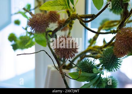 Une plante portant de nombreuses fleurs, avec des branches et des brindilles. Il peut être classé comme une plante ou un arbre à fleurs, terrestre. Il peut avoir des épines, des épines, ou Banque D'Images