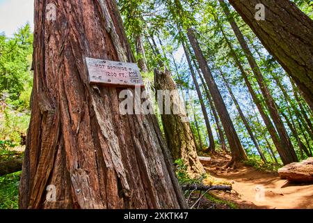 Sentier forestier menant à Hot Springs avec Sign In Focus Banque D'Images