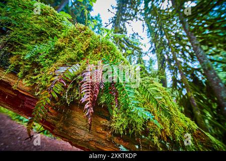 Arbre tombé couvert de mousse avec fougères dans la forêt tropicale luxuriante gros plan Banque D'Images