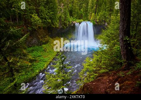 Koosah Falls en cascade dans la forêt luxuriante de l'Oregon depuis Elevated View Banque D'Images
