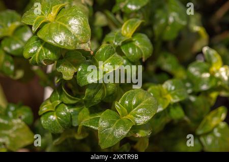 Plante de champignon, Rungia klossii, Acanthaceae, Papouasie-Nouvelle-Guinée, Océanie Banque D'Images