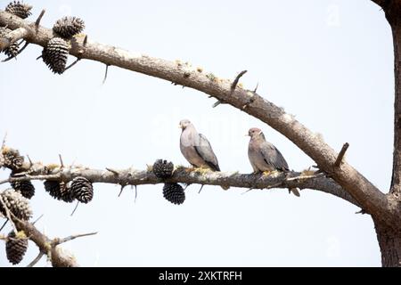 Paire de pigeons à queue de bande dans Pine Tree Banque D'Images