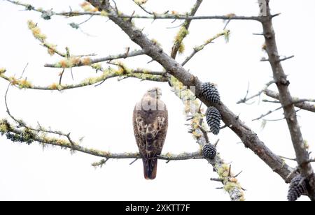 Buse à queue rouge perché dans l'arbre Banque D'Images