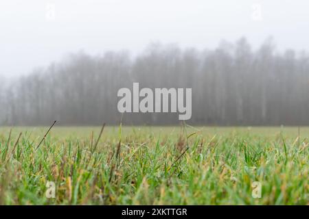 Une photographie sereine d'un matin brumeux à Horten, en Norvège, mettant en vedette une vue rapprochée de l'herbe rosée avec une toile de fond de forêt brumeuse. Capture d'image Banque D'Images