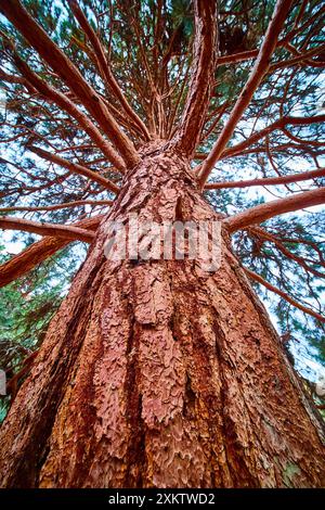 Majestueux Pine Tree Canopy vue vers le haut dans Smith Rock State Park Banque D'Images