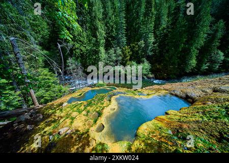 Sources thermales d'Umpqua dans la forêt luxuriante à hauteur des yeux Banque D'Images