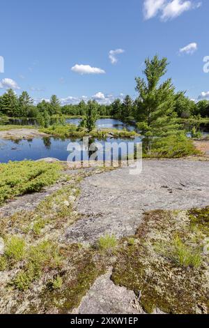 Roche précambrienne et plantes diverses autour d'une tourbière au parc de conservation Torrance Barrens en Ontario Canada en été. Banque D'Images