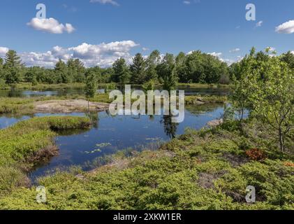 Roche précambrienne et plantes diverses autour d'une tourbière au parc de conservation Torrance Barrens en Ontario Canada en été. Banque D'Images