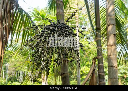 Belle grappe de fruits frais de baies d'açai à la ferme dans la forêt amazonienne, Brésil. Concept de super nourriture, écologie, environnement, vitamine, sain, bio. Banque D'Images