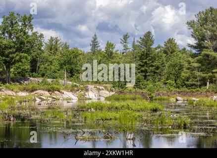 Roche précambrienne et plantes diverses autour d'une tourbière au parc de conservation Torrance Barrens en Ontario Canada en été. Banque D'Images