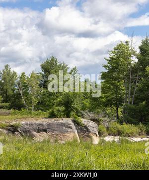 Roche précambrienne et plantes diverses autour d'une tourbière au parc de conservation Torrance Barrens en Ontario Canada en été. Banque D'Images