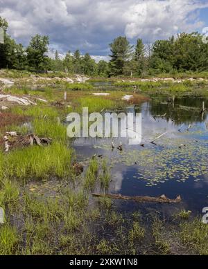 Roche précambrienne et plantes diverses autour d'une tourbière au parc de conservation Torrance Barrens en Ontario Canada en été. Banque D'Images