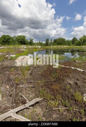 Roche précambrienne et plantes diverses autour d'une tourbière au parc de conservation Torrance Barrens en Ontario Canada en été. Banque D'Images