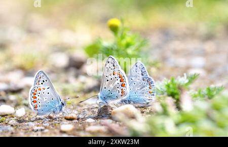 Macro-photographie de trois papillons bleus communs (Polyommatus Icarus) sur un chemin avec de petits cailloux, angle bas, espace copie Banque D'Images