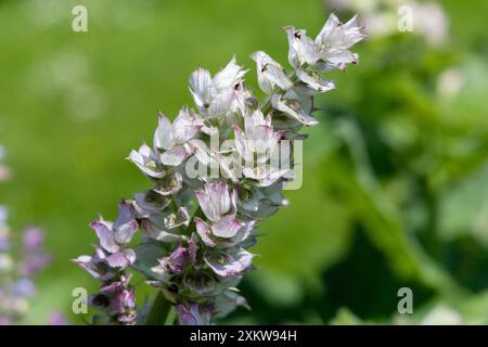 Fleurs de sauge en violet et blanc gros plan Banque D'Images