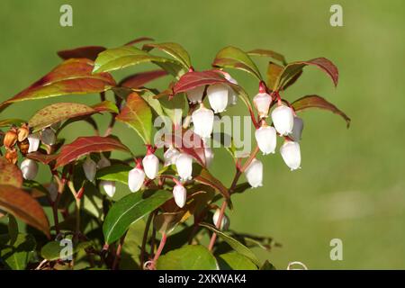 Fleurs blanches de teaberry de l'est, damier, boisier, vert d'Amérique (Gaultheria procumbens), famille des bruyères (Ericaceae). Pays-Bas, Banque D'Images