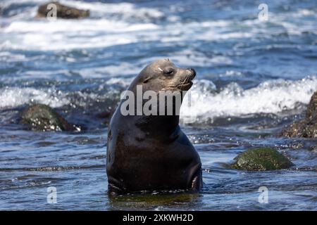 Grand lion de mer mâle nageant dans la mer Banque D'Images