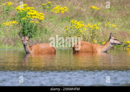 Femelle Red Deer se rafraîchissant dans un étang Banque D'Images