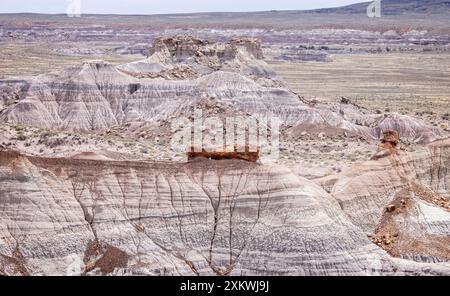 De grands troncs d'arbres pétrifiés échoués au sommet d'une colline bleue mesa alomg le sentier Blue Mesa dans le parc national Petrified Forest, Arizona, USA sur 17 A. Banque D'Images