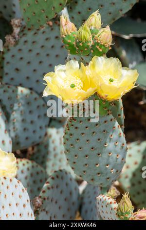 Gros plan de fleurs sur un cactus de roue (Opuntia robusta) Banque D'Images