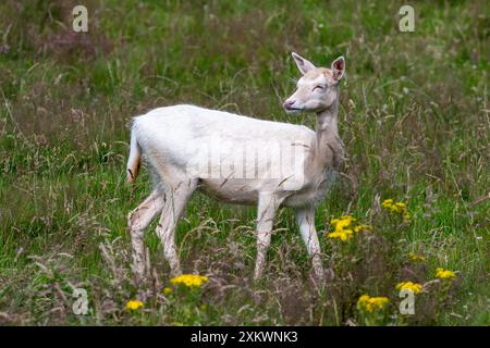 Cerf en jachère blanche (Dama dama), Huntly, Aberdeenshire Banque D'Images
