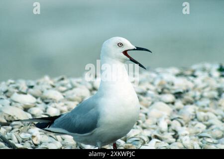 Mouette à facturation noire - appel Banque D'Images