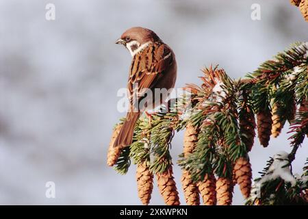 MOINEAU d'arbre eurasien - perché sur la branche Banque D'Images