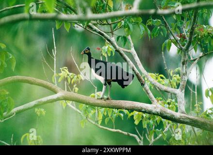 Maleo / Maleo Megapode / Gray's Brush-turkey Banque D'Images